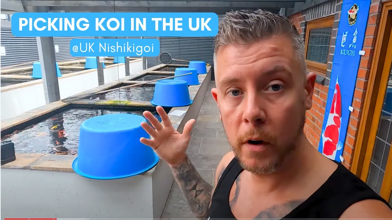Best Koi Dealer in the UK IMO | Picking up a pair of beauties for my pond 🐠🐟 | Koi Fish Johnny #koi
