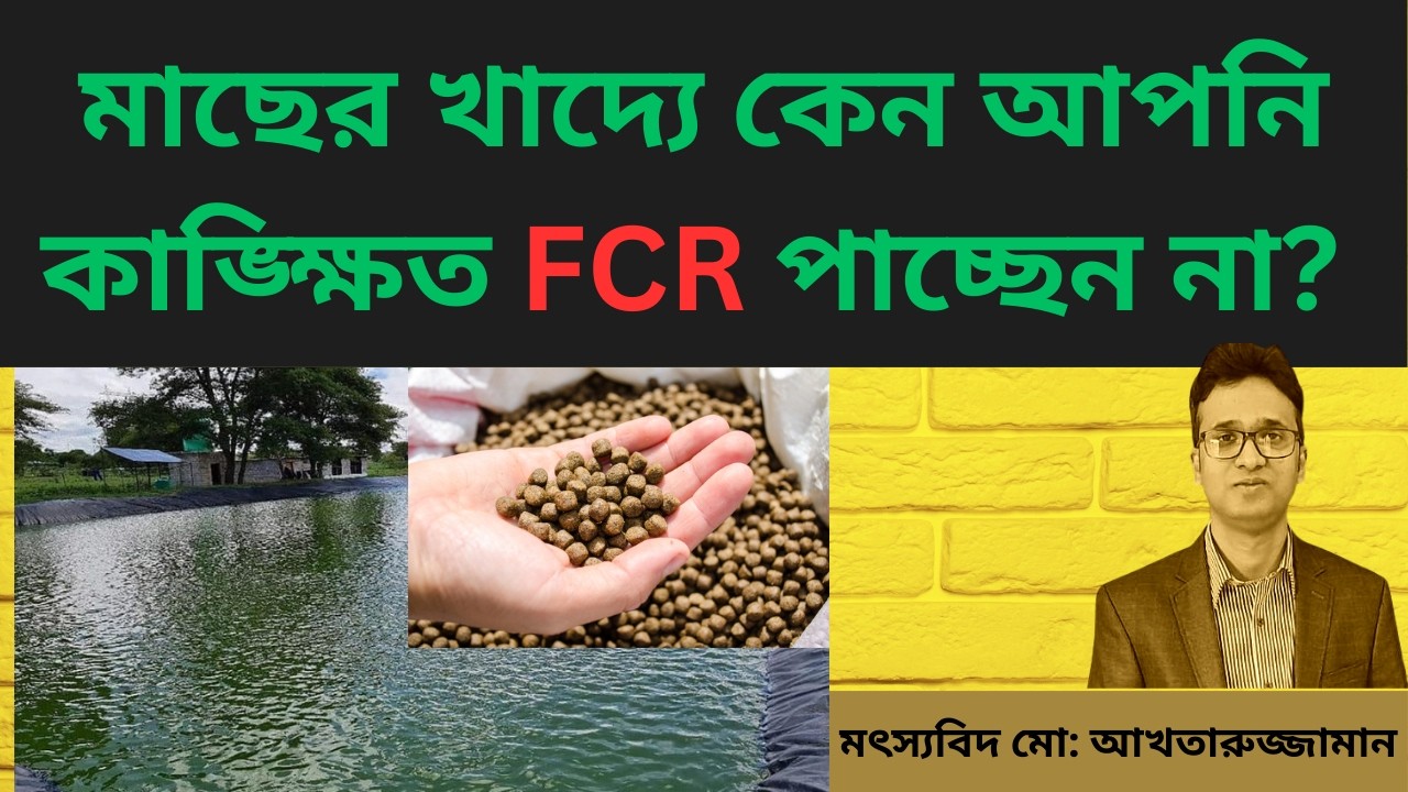মাছের খাদ্যে কেন আপনি কাঙ্ক্ষিত FCR পাচ্ছেন না? Not achieving the desired FCR in fish feed?