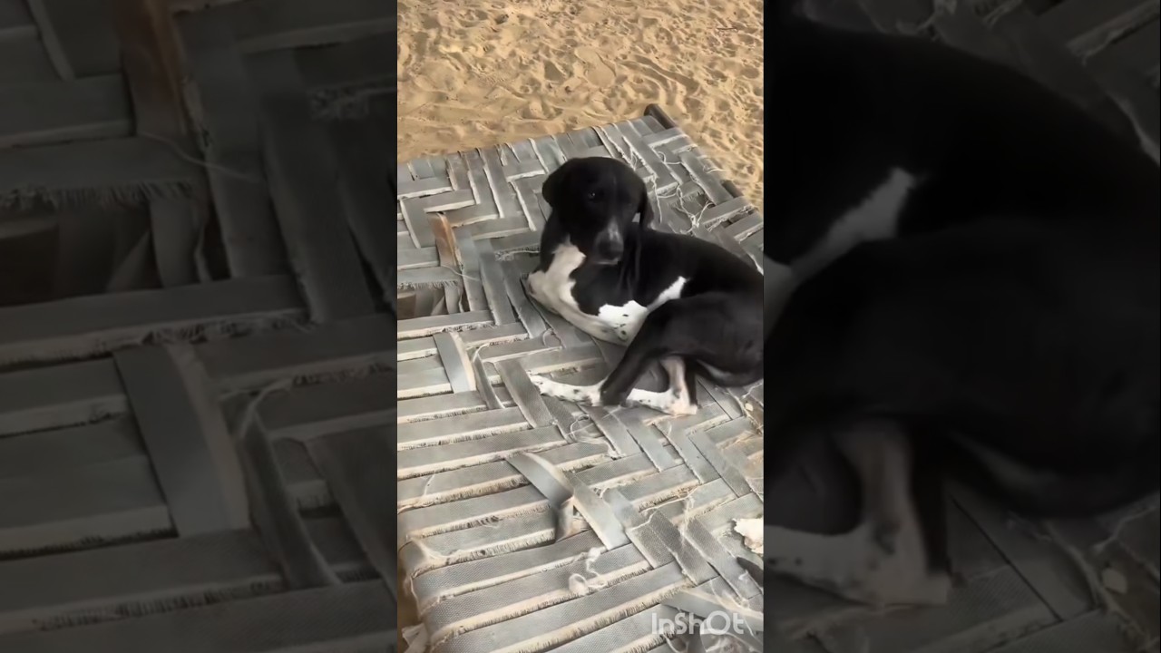 loving dog 🐕