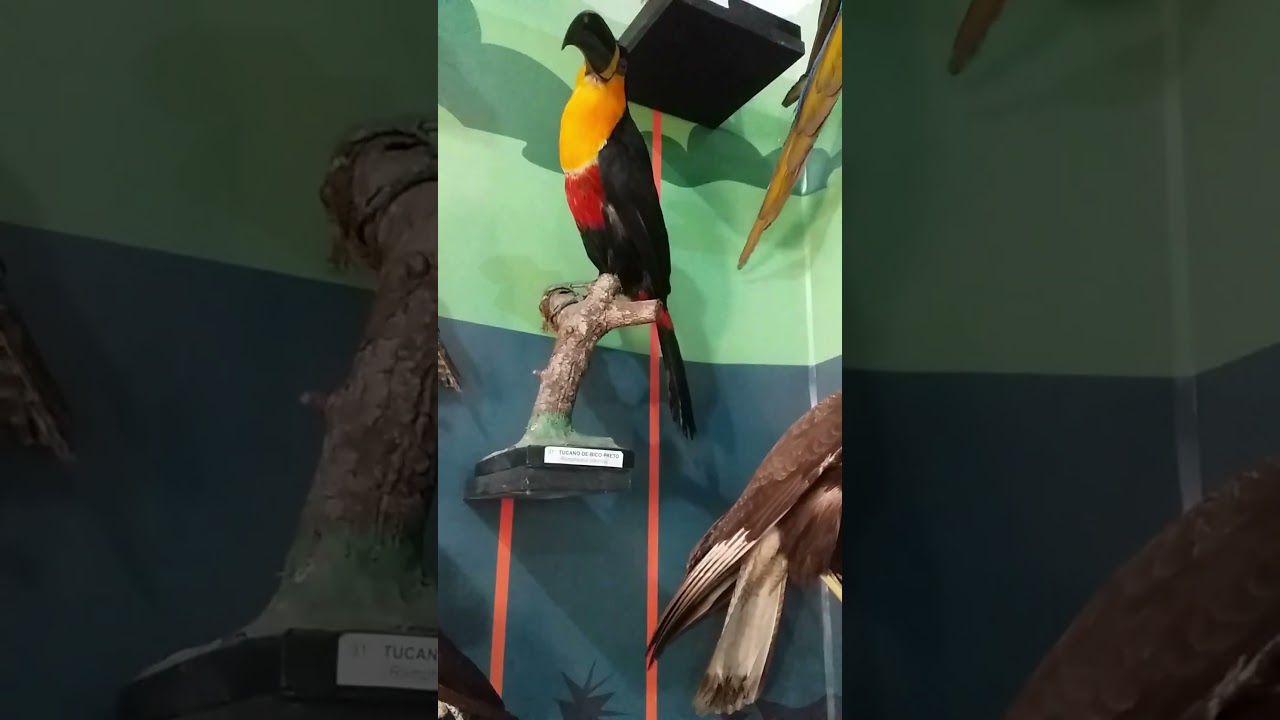 Vem ver as aves empalhadas 🦩🦚