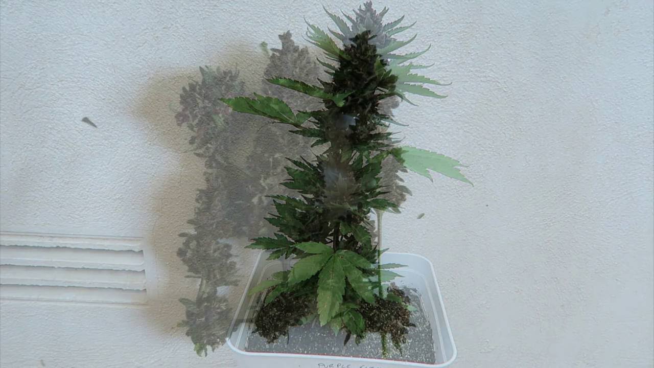 SEGUIMIENTO COMPLETO DE PURPLE KUSH AUTO DE BUDDHA SEEDS EN EXTERIOR