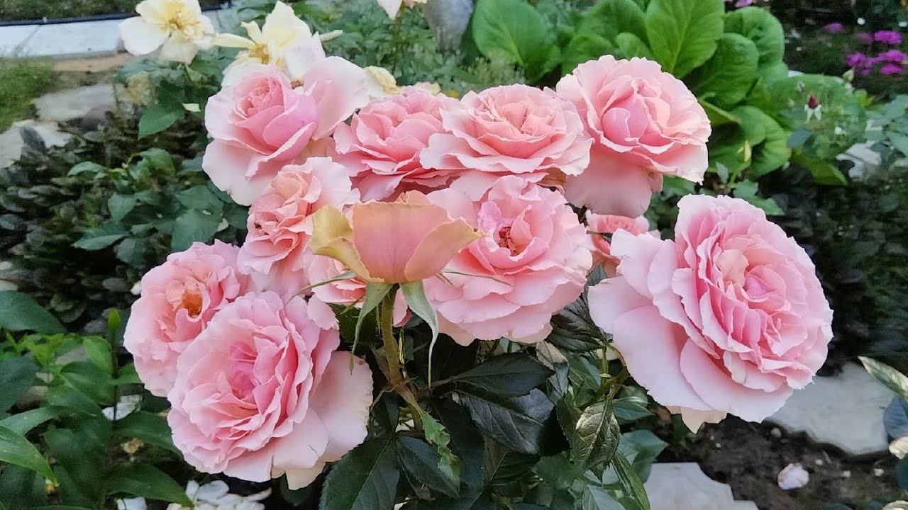 Из дождливого лета приветы 🐈🌹🐈‍⬛ #роза Поэзия 🌹💓🌹