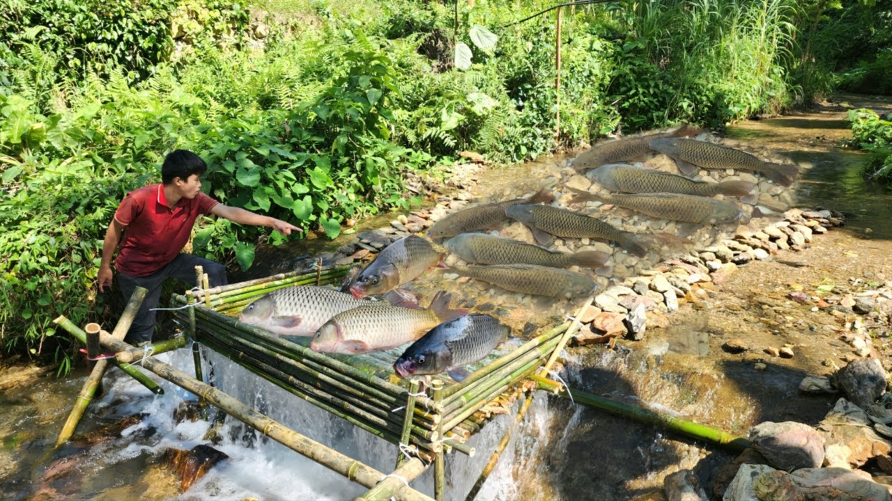 The boy Lam used bamboo to make a fish trap in the stream and luckily caught a lot of fish.