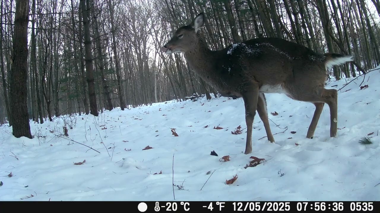 Fall 2025 Trailcam
