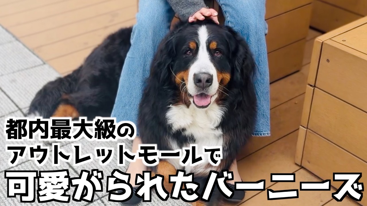 アウトレットモール「グランベリーパーク」で可愛がってもらったバーニーズ🐾