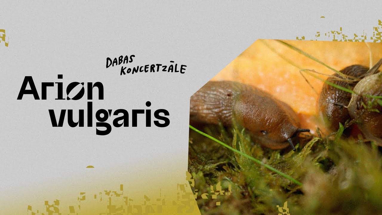 Испанский слизень (Arion vulgaris)