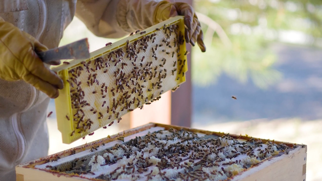 Meet the Bees of 2375 Grantham Rd | A Bee-hind-the-Scenes Look at Acreage Life in South East Kelowna