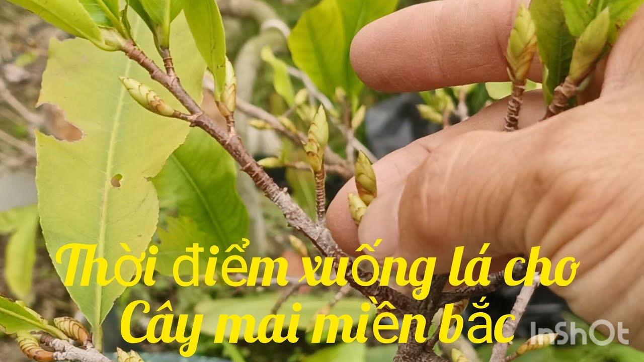 Thời điểm xuống lá cho cây mai vàng miền Bắc.