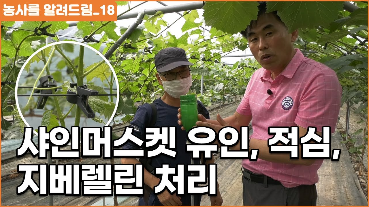 샤인머스켓 결과지 유인, 적심 지베렐린 처리
