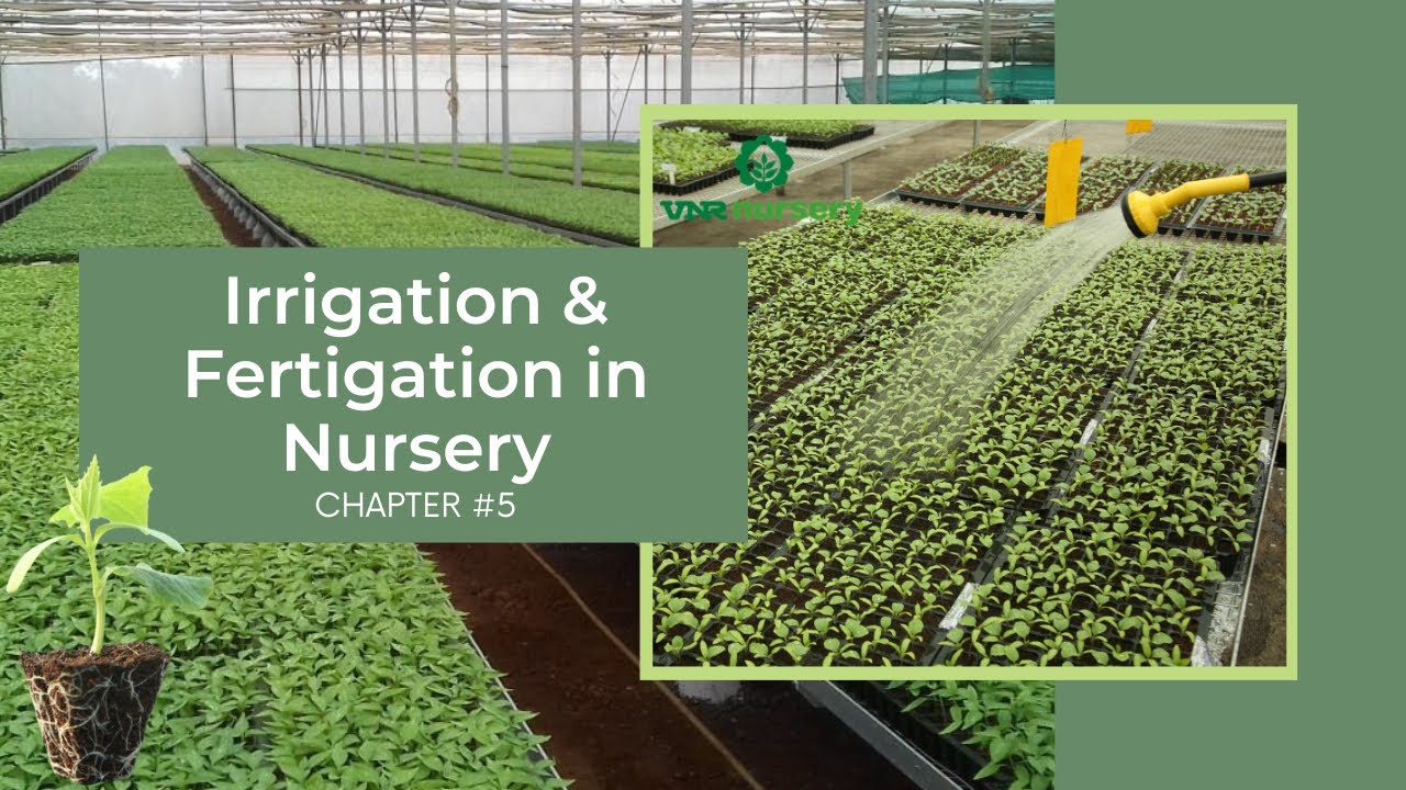 Vegetable Grafting: Chapter 5 - Irrigation & Fertigation in Nursery