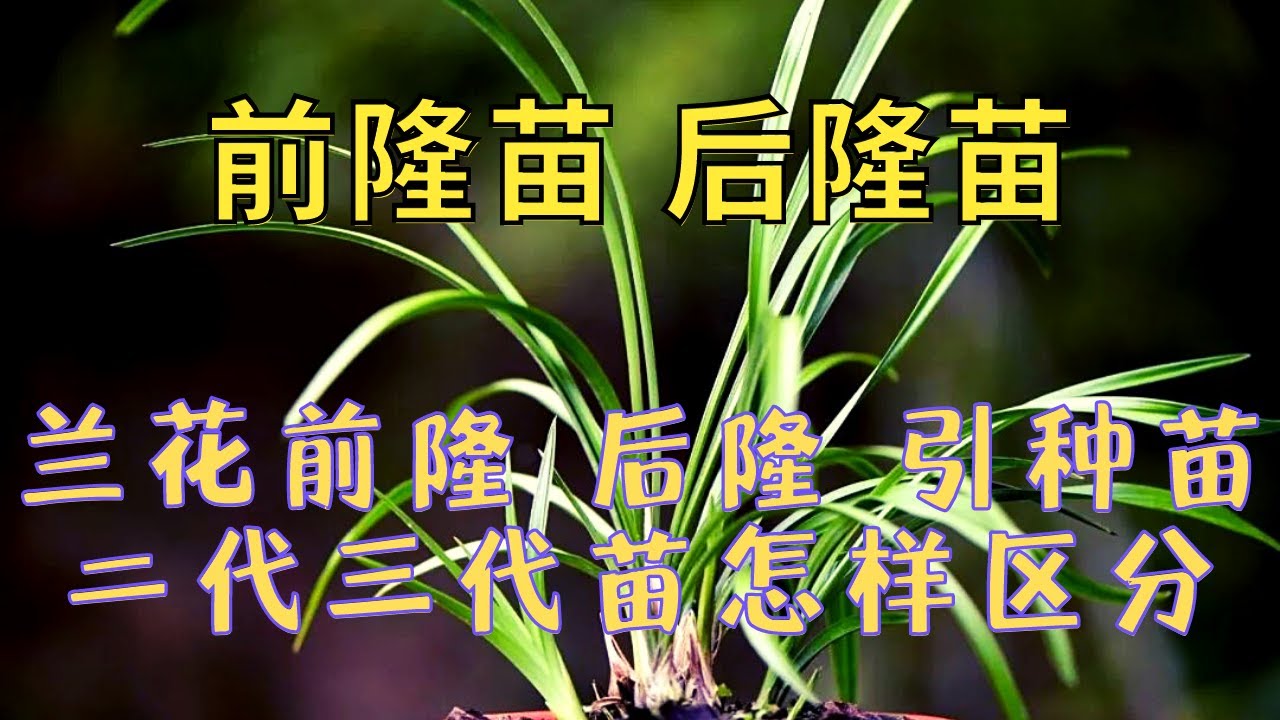 养兰人常说的前隆苗 后隆苗 引种苗，二代苗三代苗怎样区分。