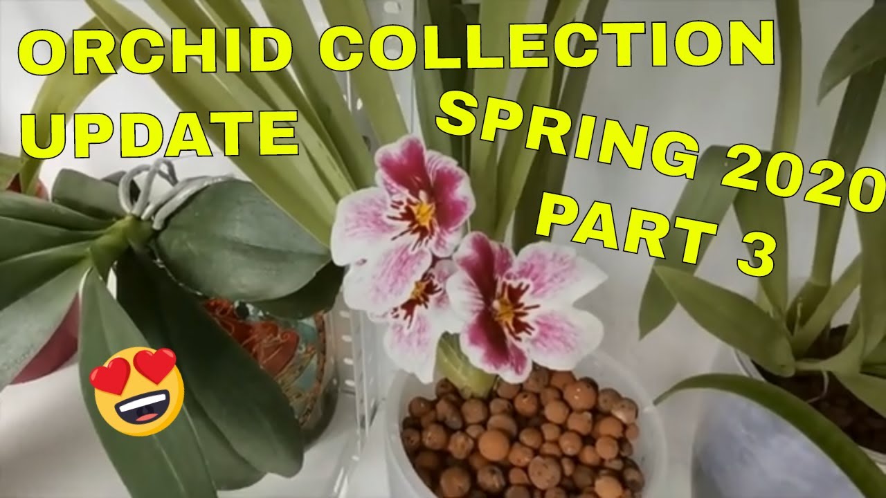 Orchid Collection Update   Spring 2020 Part 3