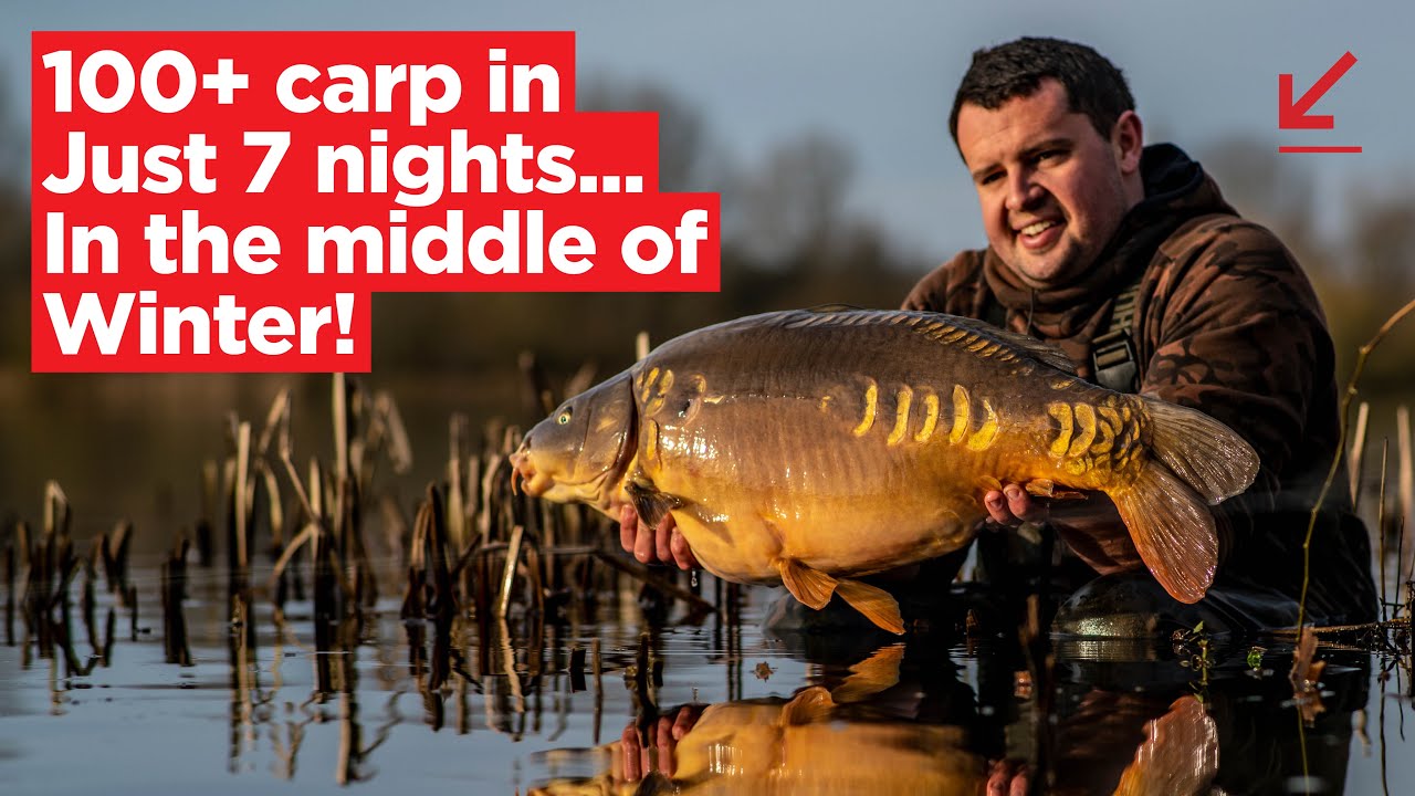 How Tom Maker caught 100+ carp to 40lb+ in 7 days this winter at Linear! | Carp Fishing 2020