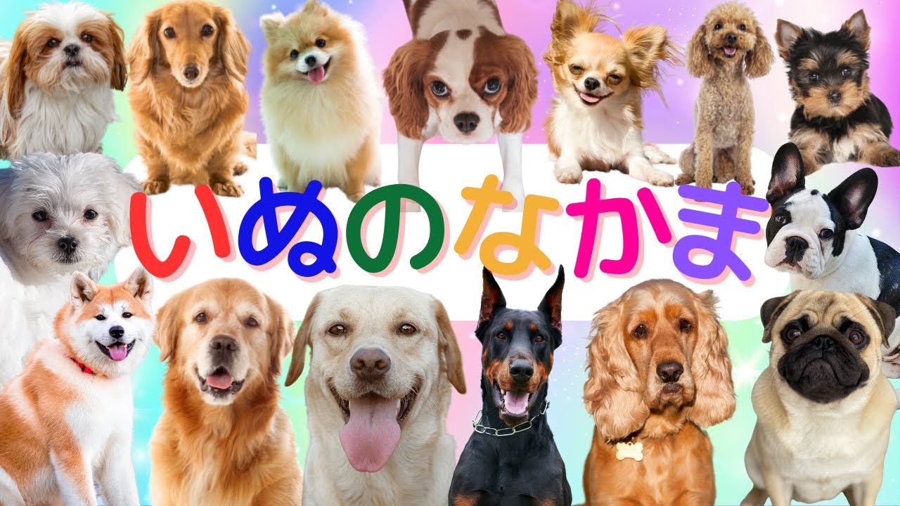 【いぬのなかま】犬の仲間大集合！チワワ ゴールデンレトリバー しばいぬなど、人気の犬の仲間が20種類登場！