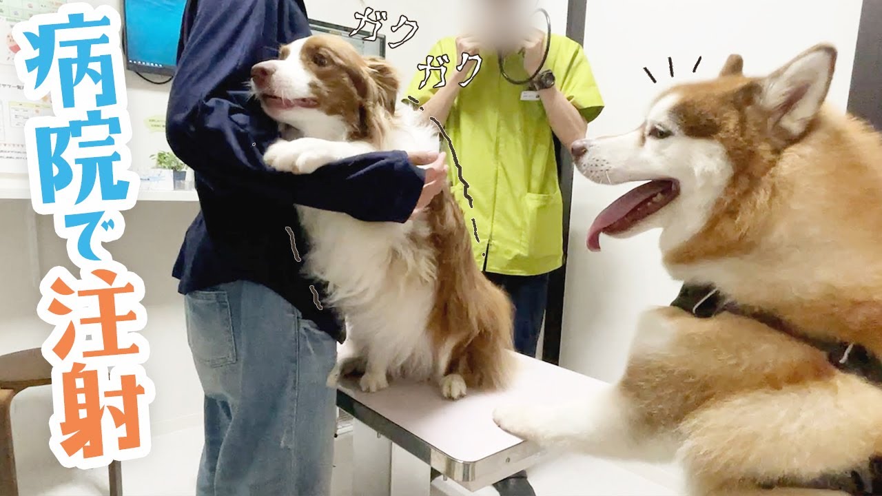 【絶望の注射】病院が嫌いすぎる犬と好きすぎる犬の温度差がこちらです(笑)【ボーダーコリー・シベリアンハスキーと動物病院】