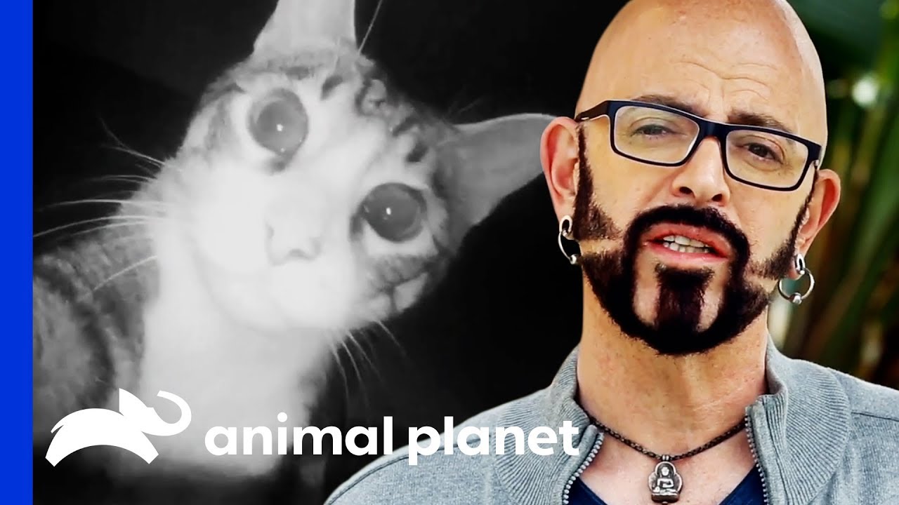 Feral Cat Can't Stop Peeing All Over His Owner's Shop! | My Cat From Hell