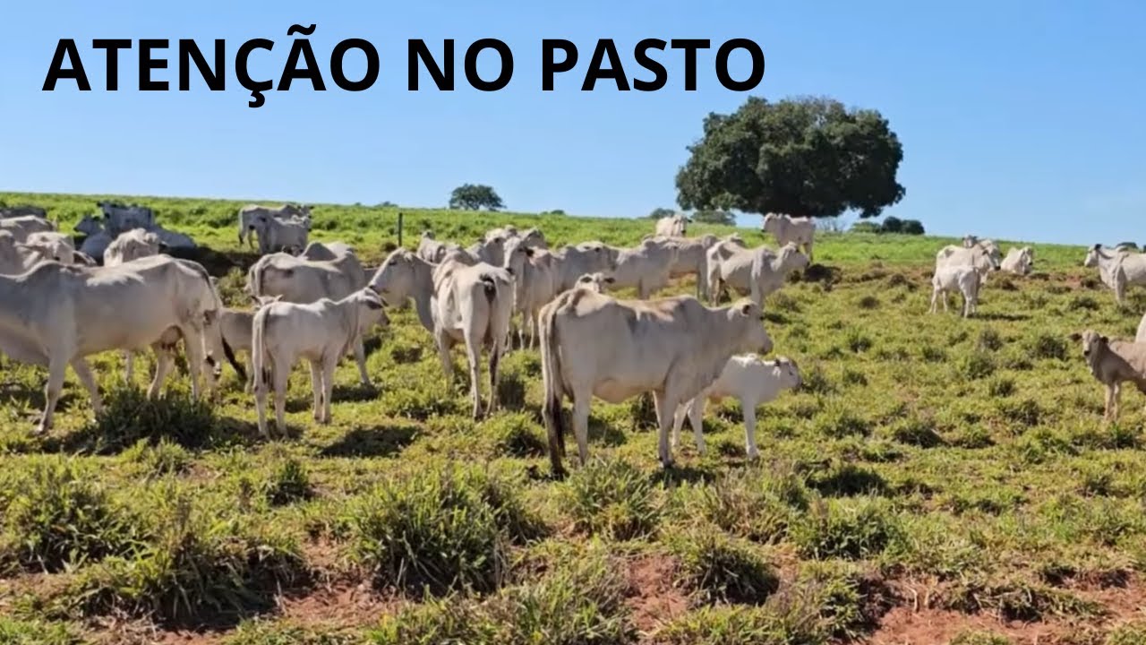BEZERRO NÃO LEVANTA E NÃO ANDA - VEJA COMO RESOLVER
