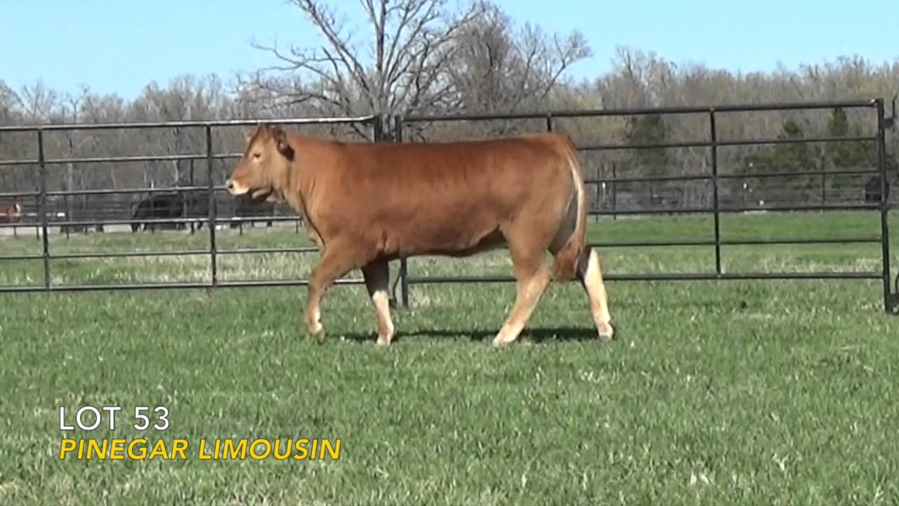 AUTO Courtney 272c