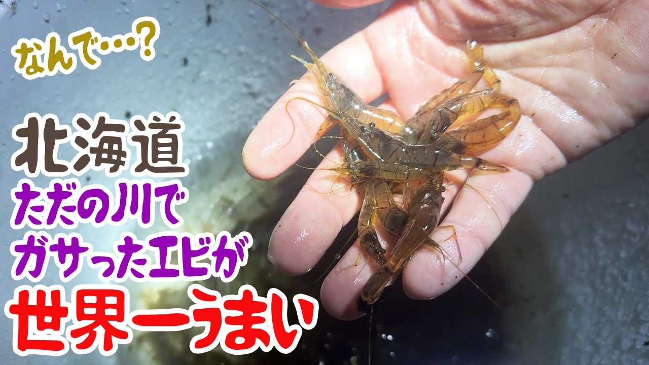 北海道のただの川でガサったエビが世界一うまい