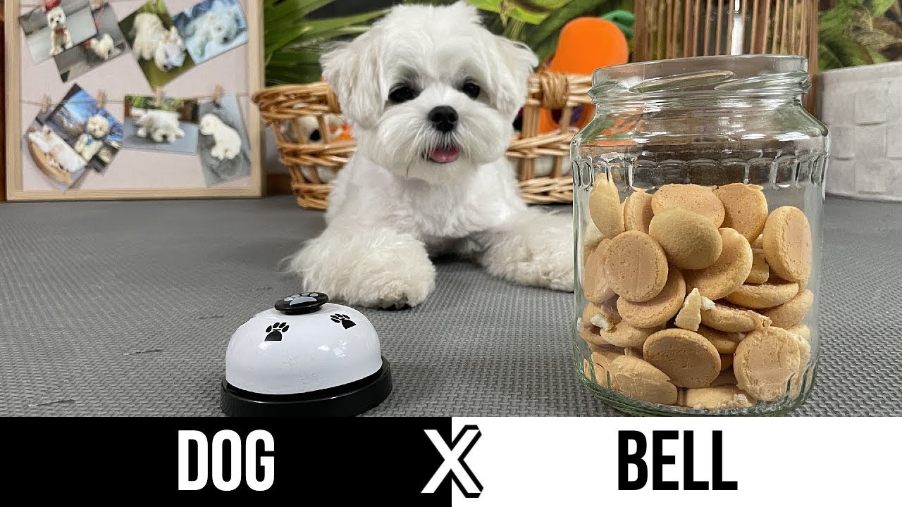 Maltese Puppy Training Tips - How to Ring a Bell