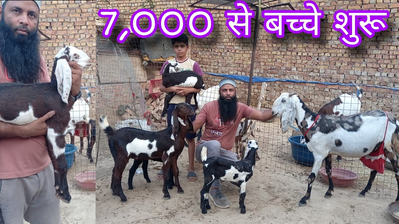 pure beetal goat farm 7000 रुपये से शुरू beetal बकरियों के बच्चे।