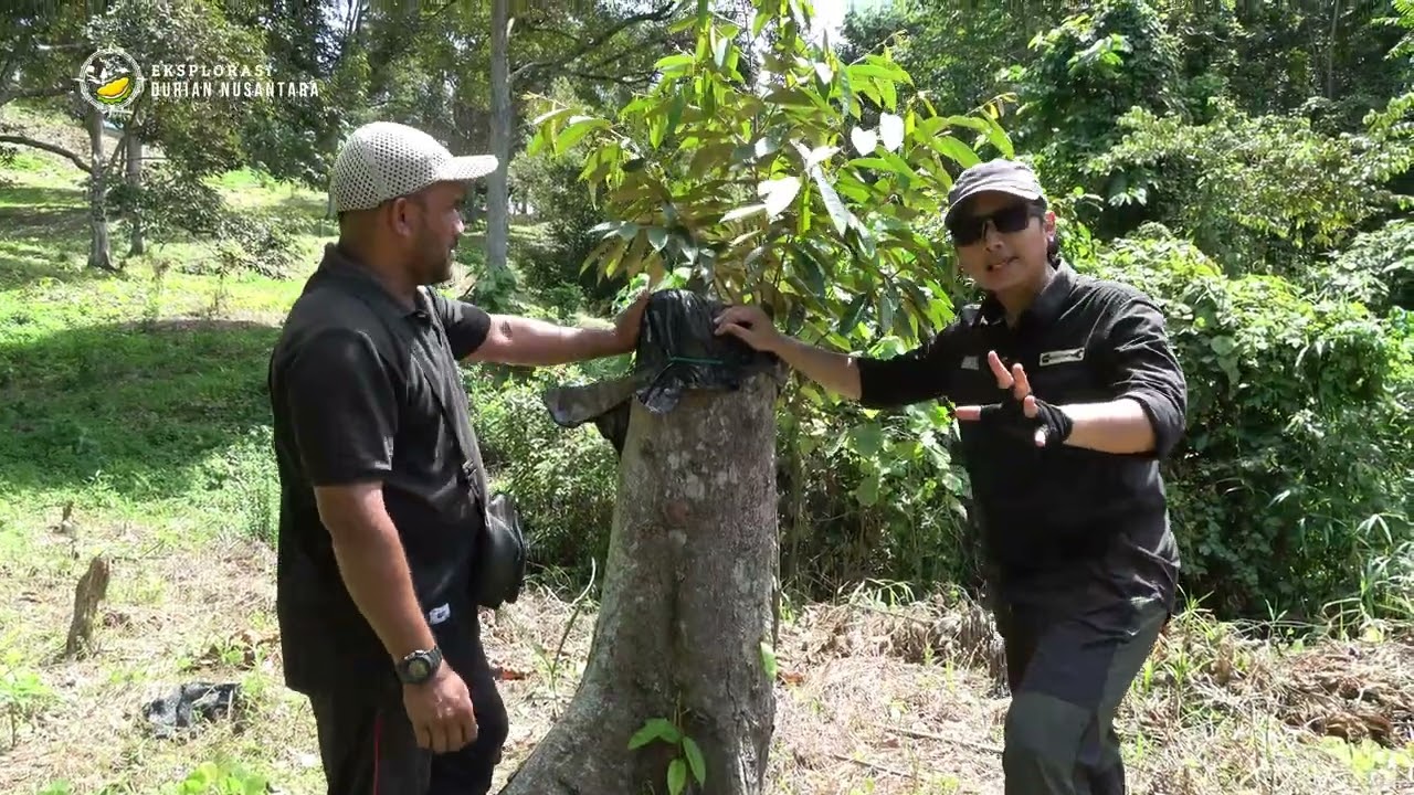 Pelestarian Hasil Eksplorasi Durian Terbaik Indonesia