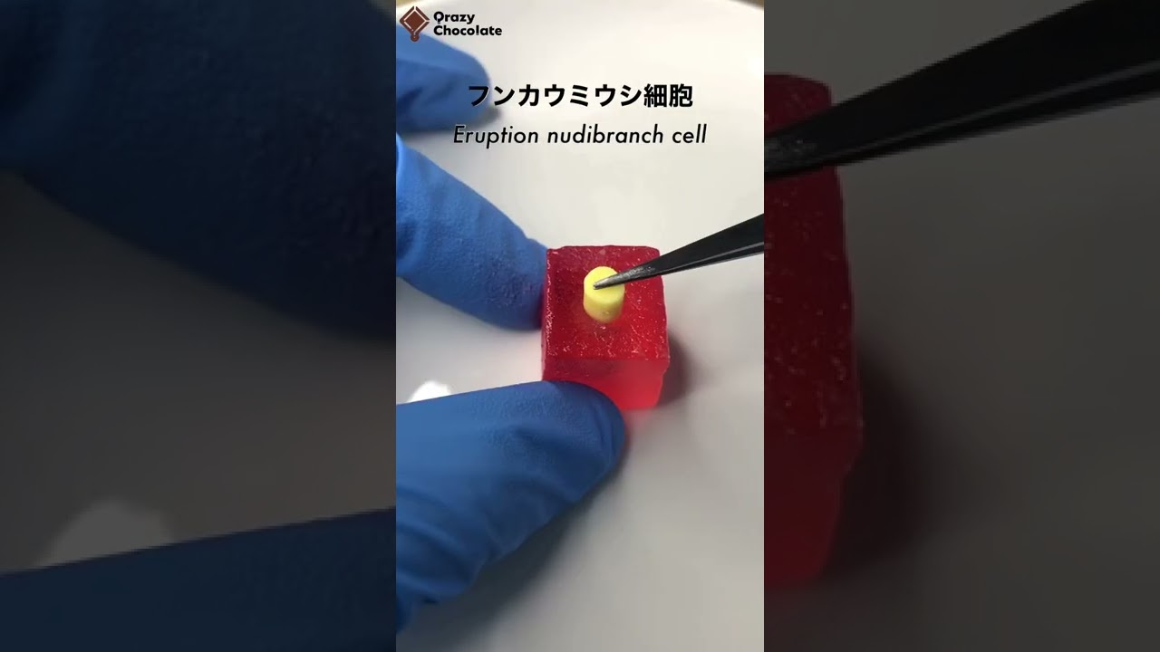 Subject &beta; made from Eruption nudibranch