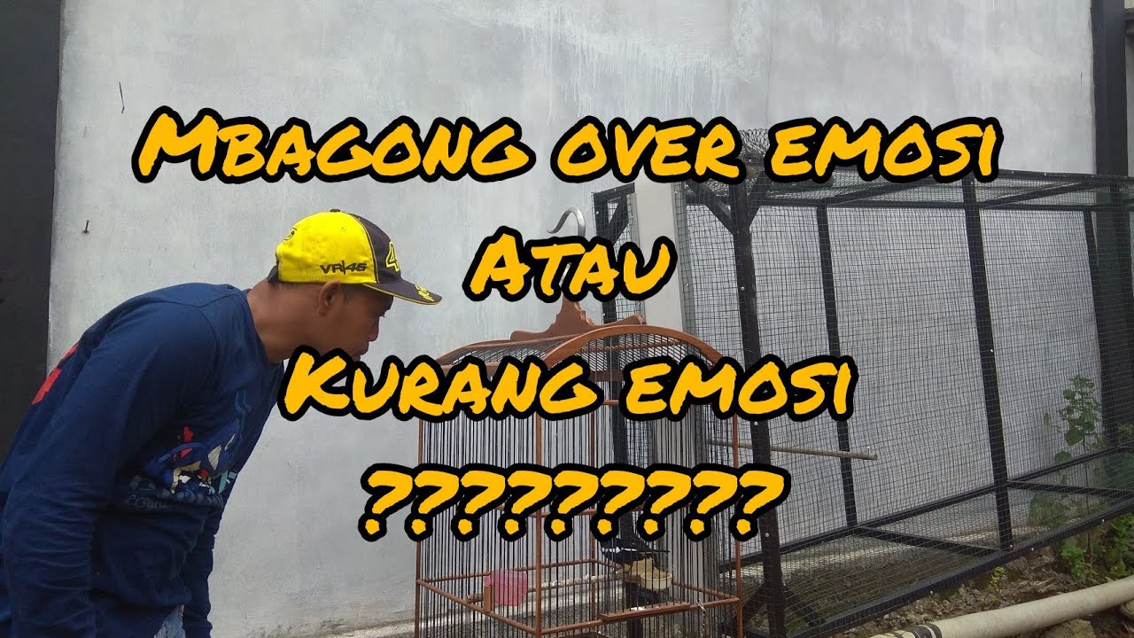 Kacer mbagong over emosi(magpie over emotions) atau kurang emosi