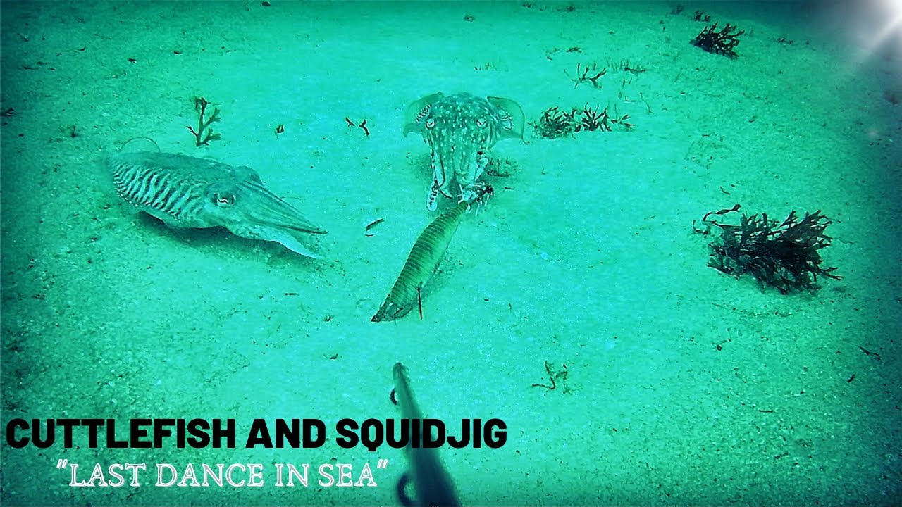 CUTTLEFISH AND SQUIDJIG THE LAST DANCE IN SEA 🦑
