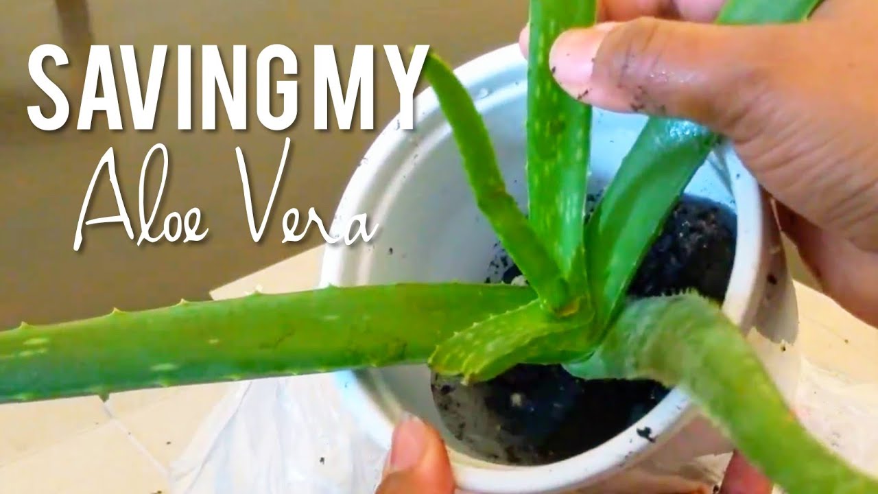Saving my Aloe Vera Plant