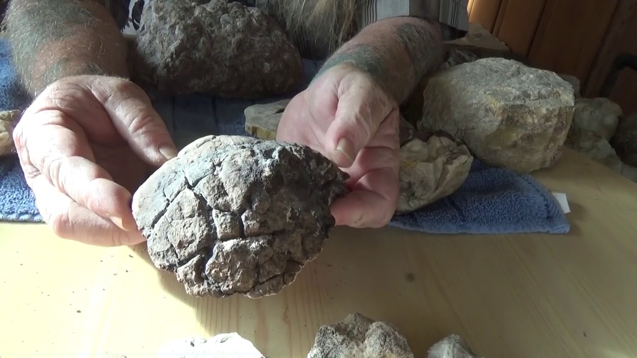 A close look at dinosaur bones and fossil identification