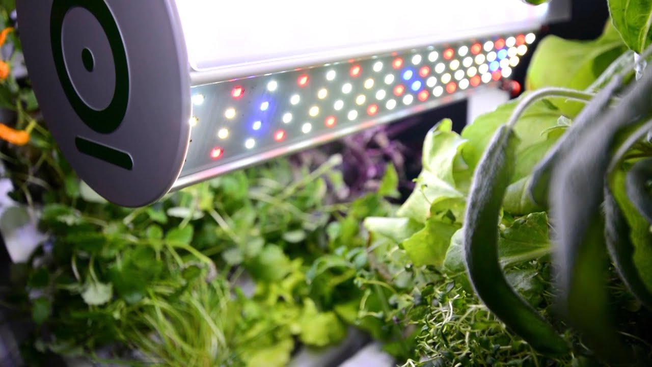 The Indoor Garden that Grows Plants Year-Round | The Henry Ford's Innovation Nation
