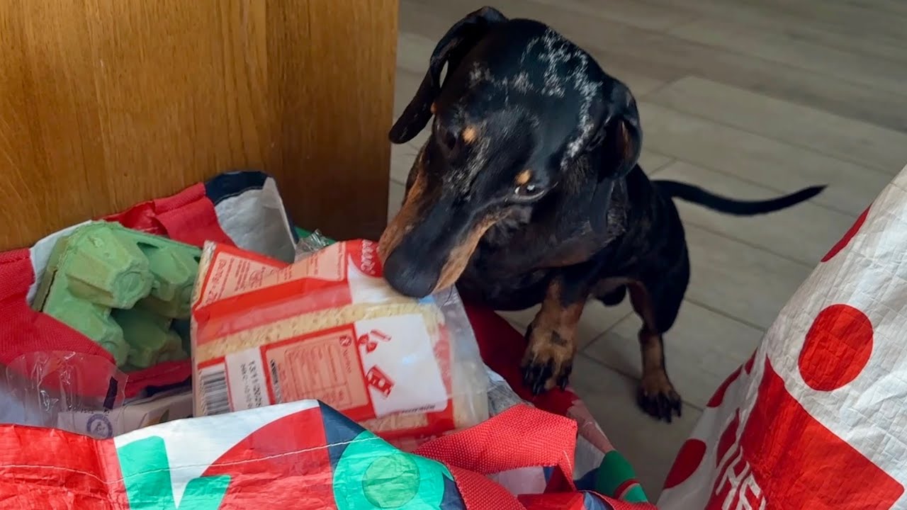 MINI DACHSHUND : THE SECRET OF THE GROCERY BAGS REVEALED