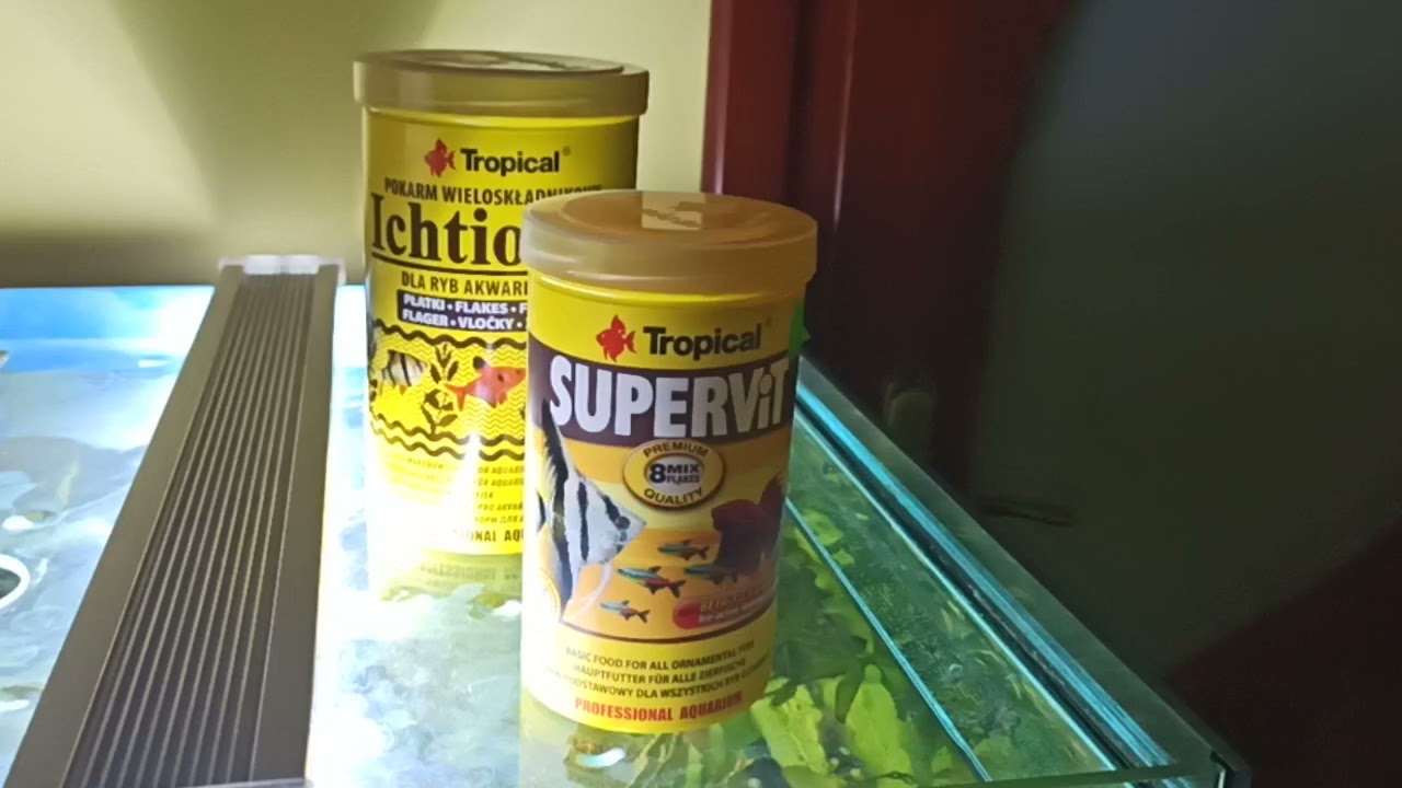 Karmienie rybek akwariowych.