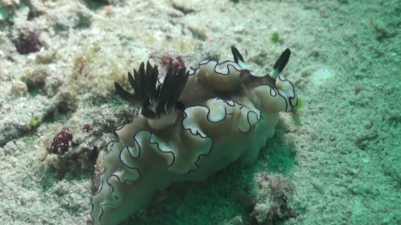 2024 Diving vacation Pulisan North Sulawesi YT