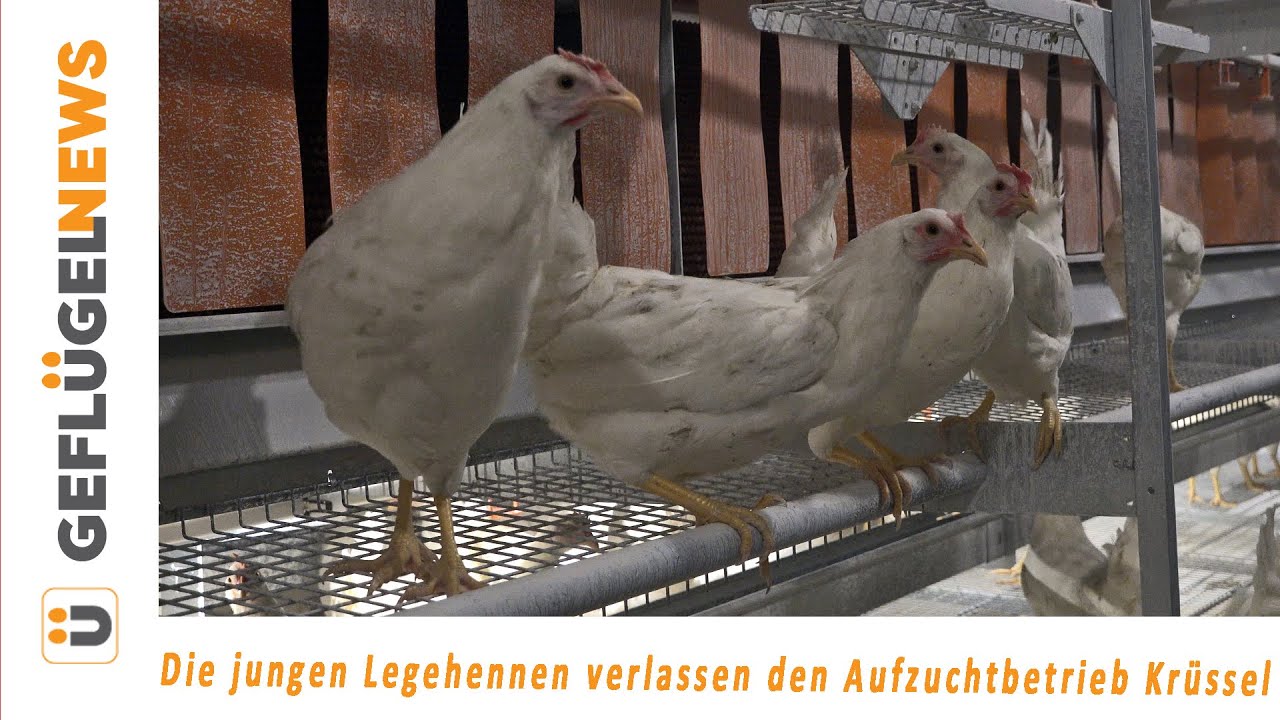 Die jungen Legehennen verlassen den Aufzuchtbetrieb Kr&uuml;ssel
