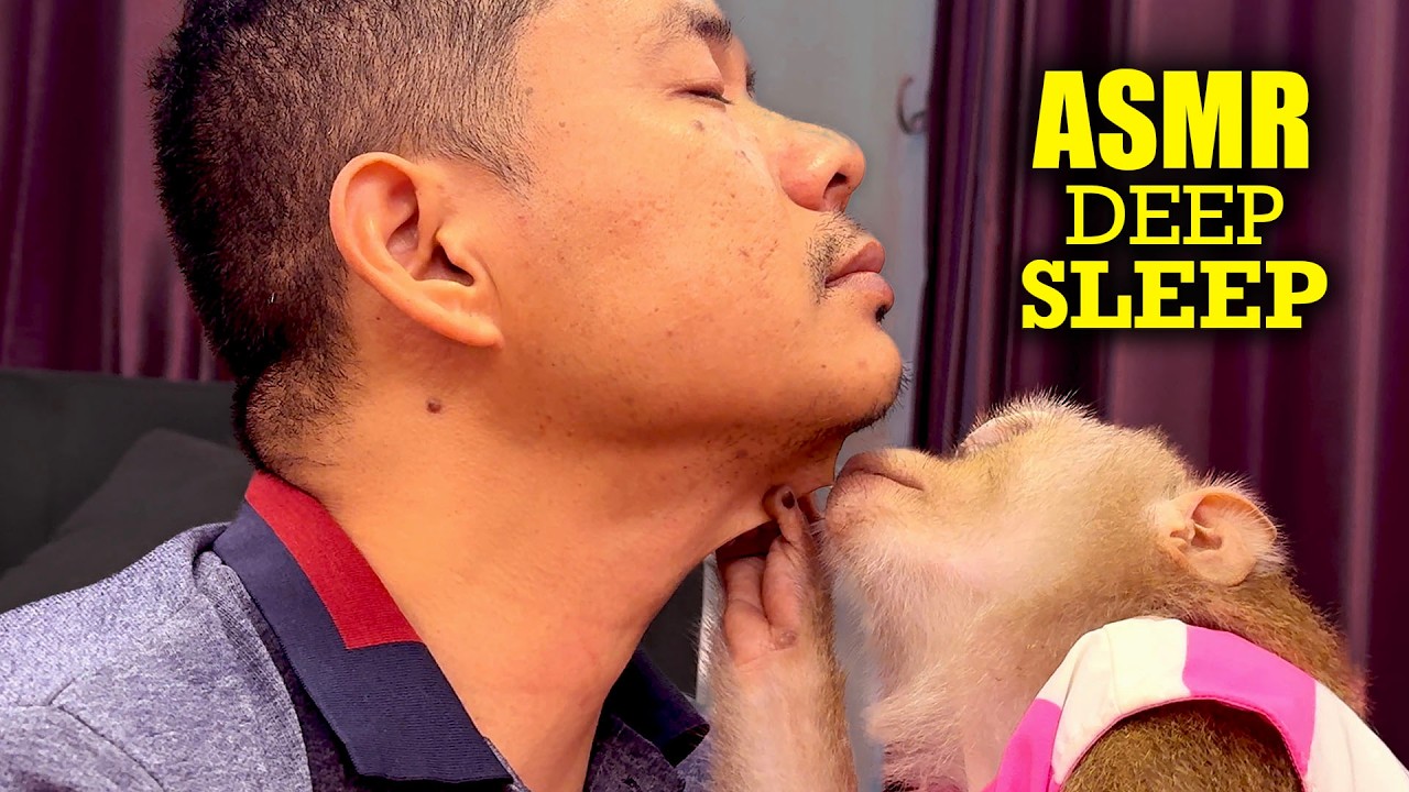 ASMR Monkey Grooming for DEEP SLEEP & Total Relax | Real Pure Tingles No Talk