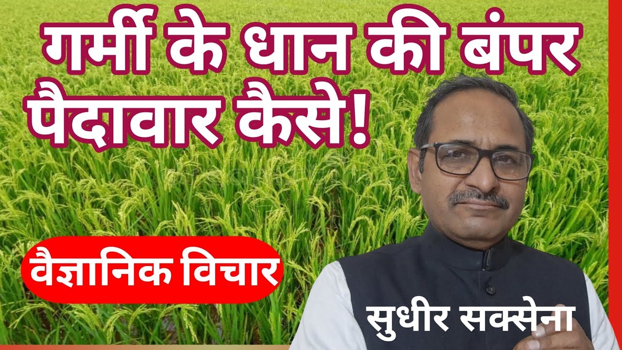 गर्मी के धान की अधिक उपज कैसे लें। समर पेड़ी की खेती। गर्मी के धान की खेती Summer Paddy Cultivation 