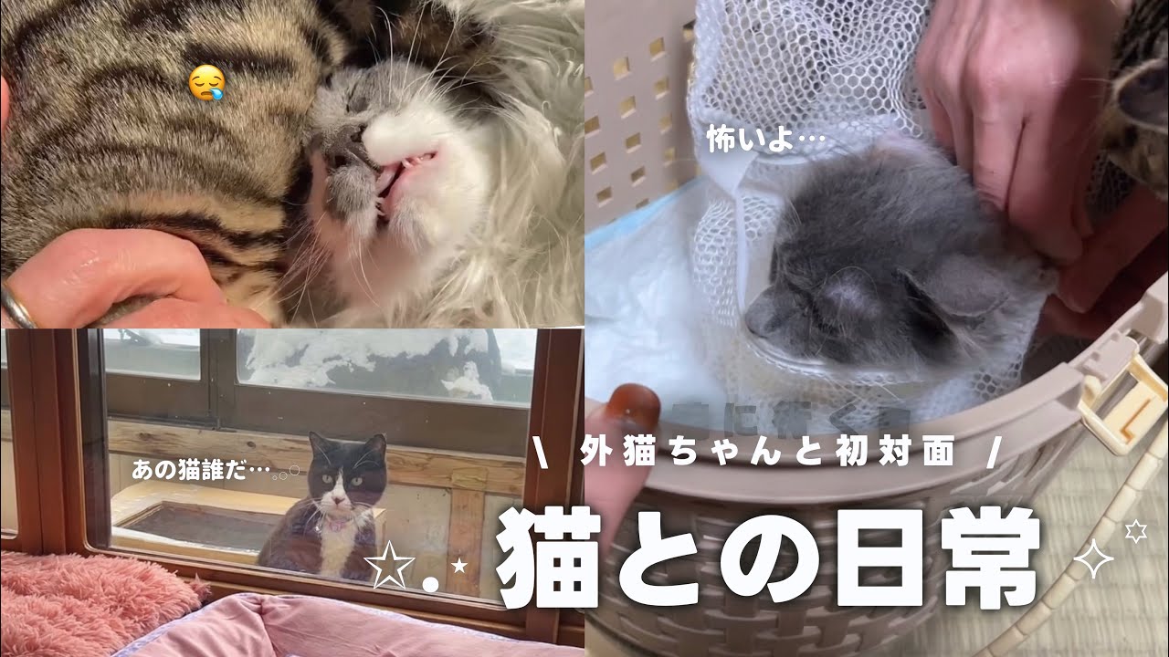 【ねことの日常】 ついに外猫ちゃんとうちの子初対面で初めて見る姿に…⁉️ | とある理由で病院へ行ってきました🏥