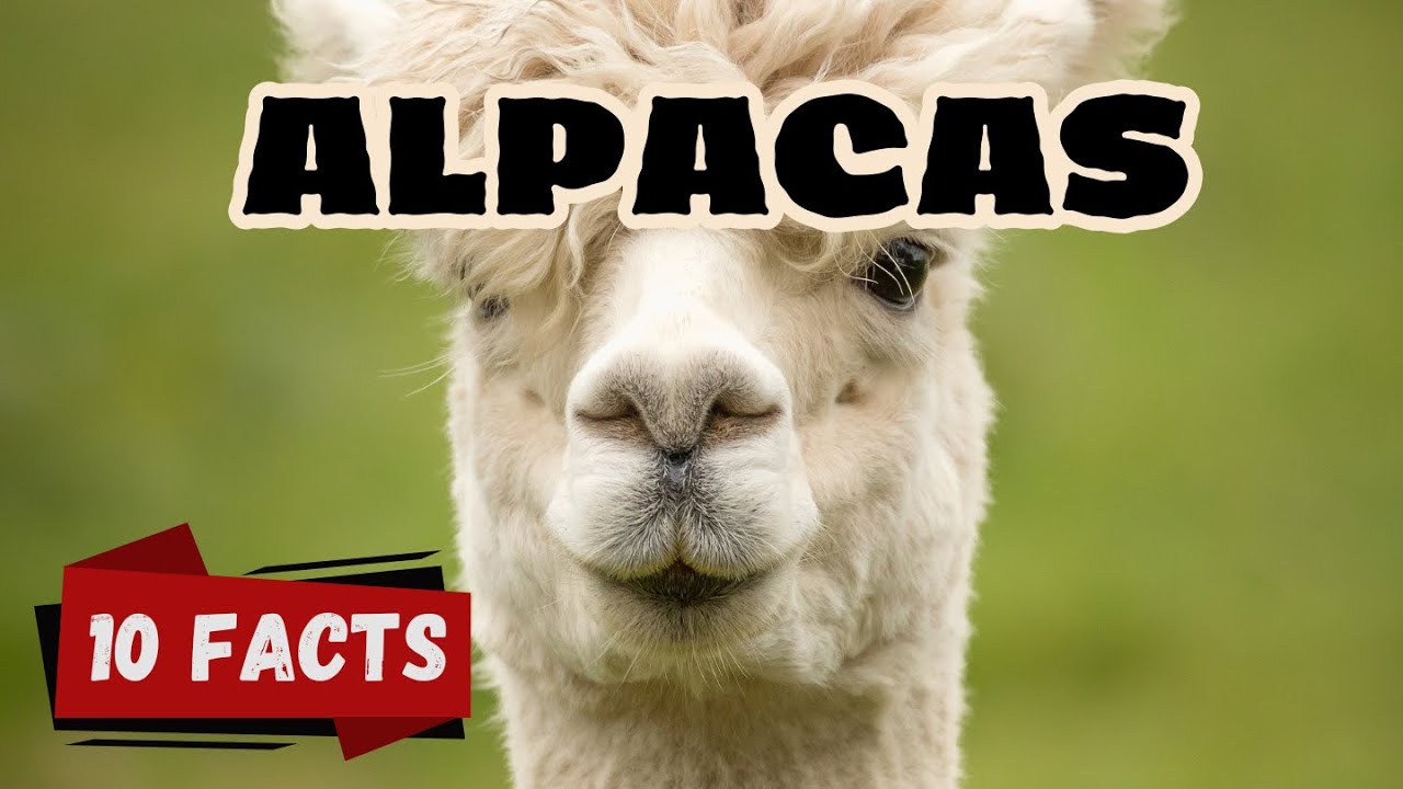 10 Fascinating Facts About Alpacas for kids– The Gentle Giants of the Andes #alpacaworld , #alpacas