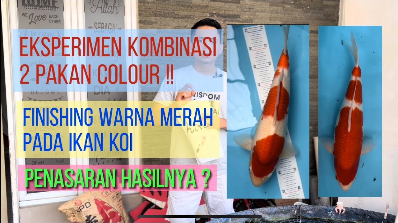 Review Pakan Koi Hiro Colour dan JPD Akafuji ⁉️