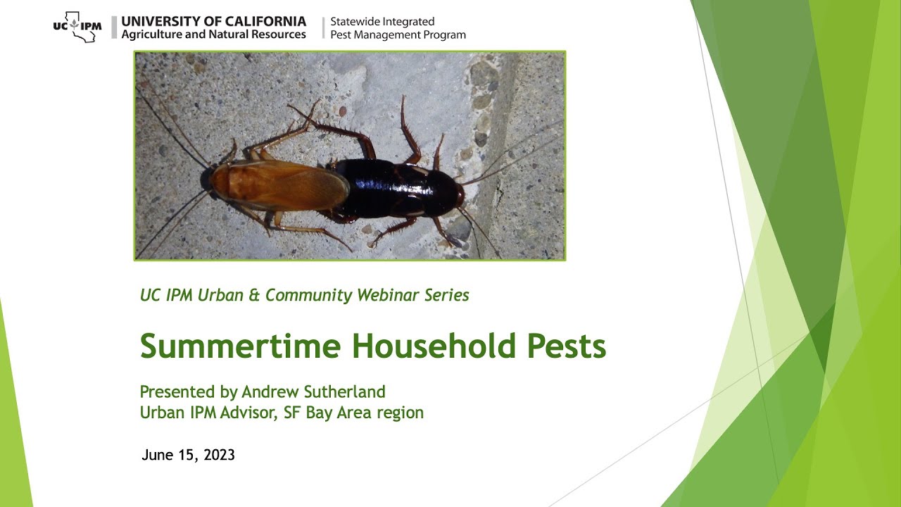 Summertime Household Pests