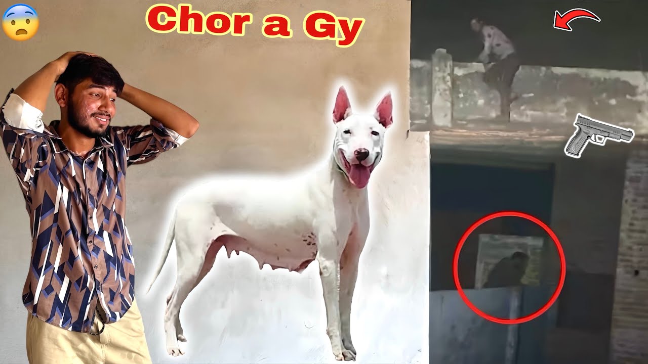 MINI ZOO MAIN CHOR AA GY😨 FEMALE DOG CHORI HO GAI💔