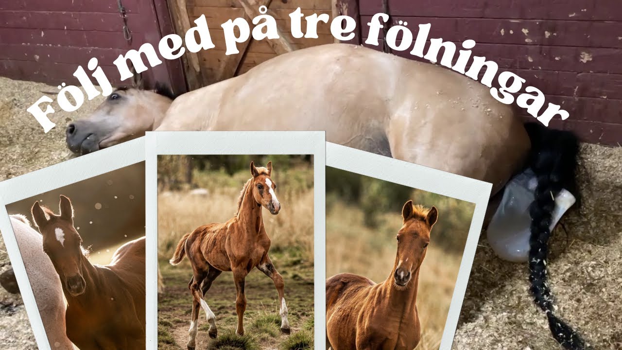 Följ med på tre fölningar