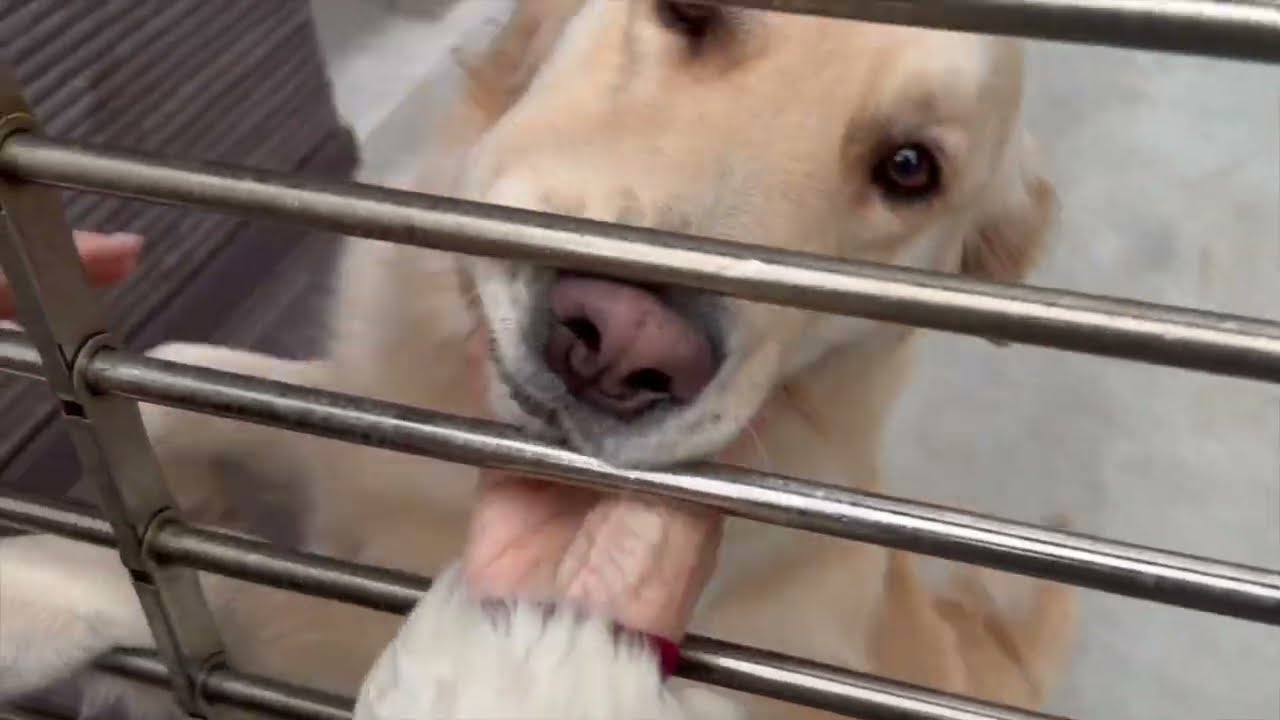 ただいま〜🏠一週間ぶりの愛犬との再会🐶／ゴールデンレトリバー・リッチの成長と暮らし