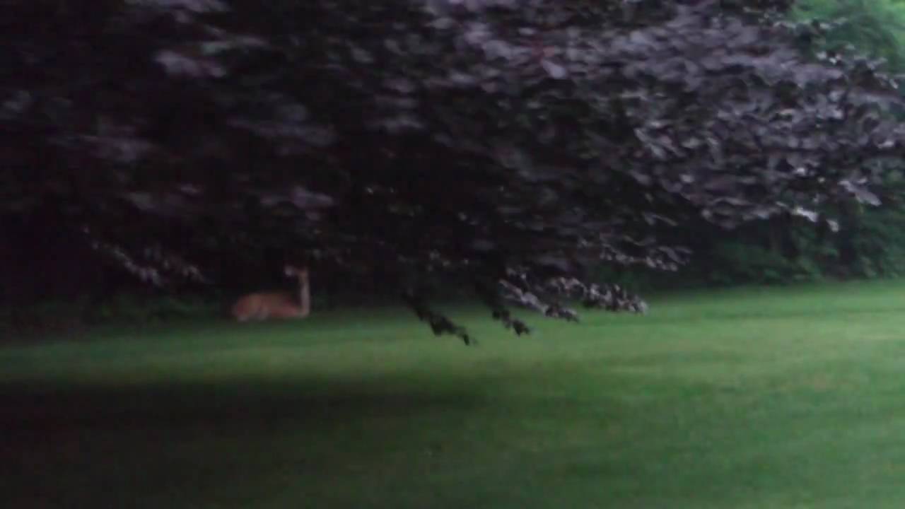 Holy Deer!