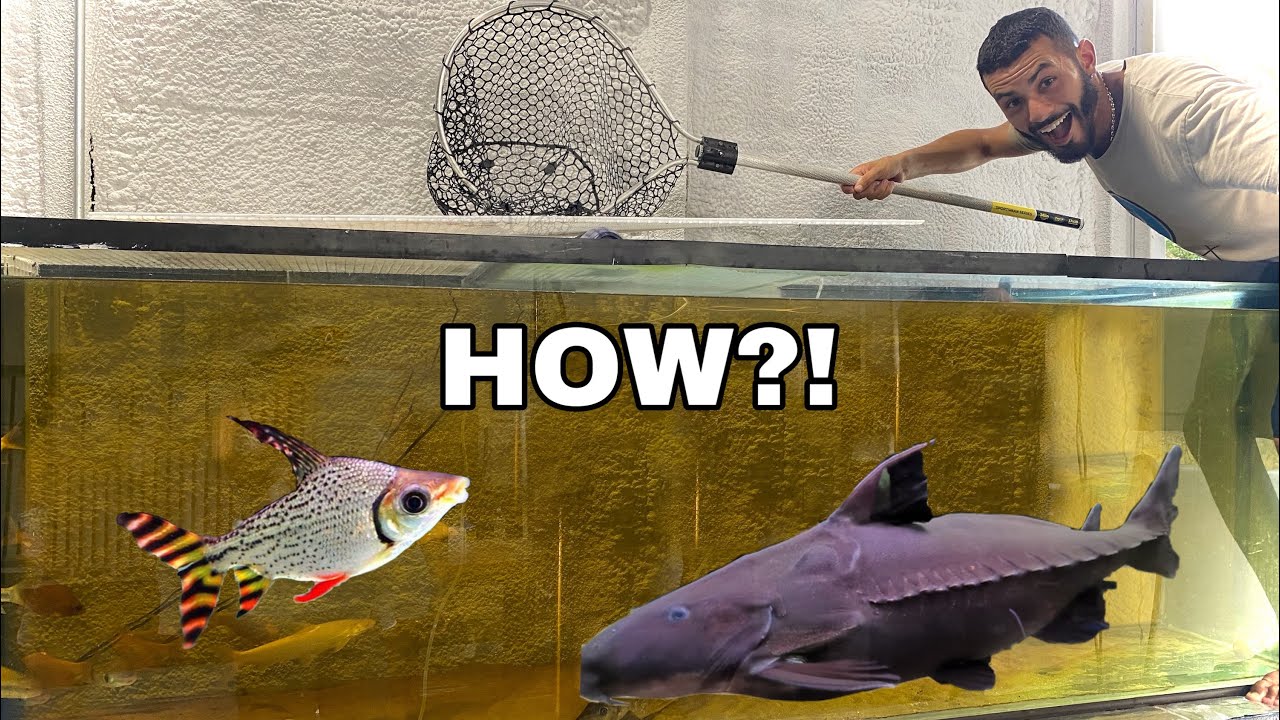 YOUTUBERS Help SAVE ALL My FISH! *Part 2*