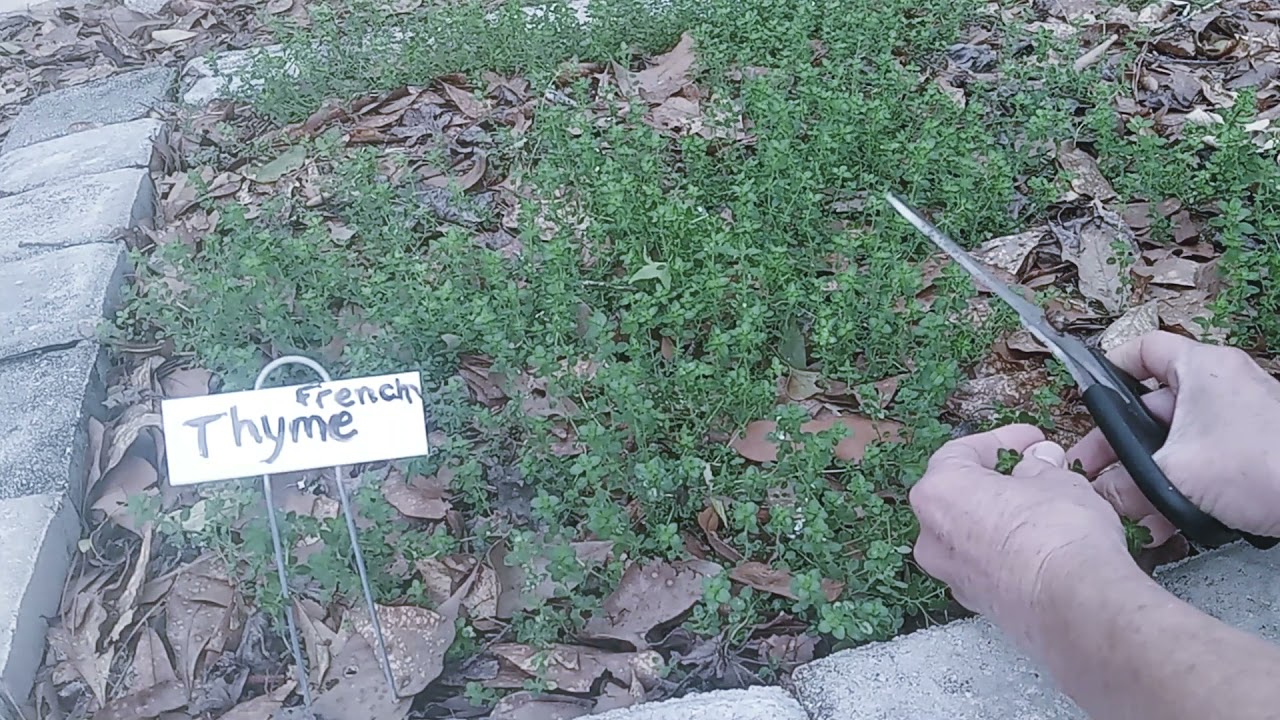 Harvesting French Thyme