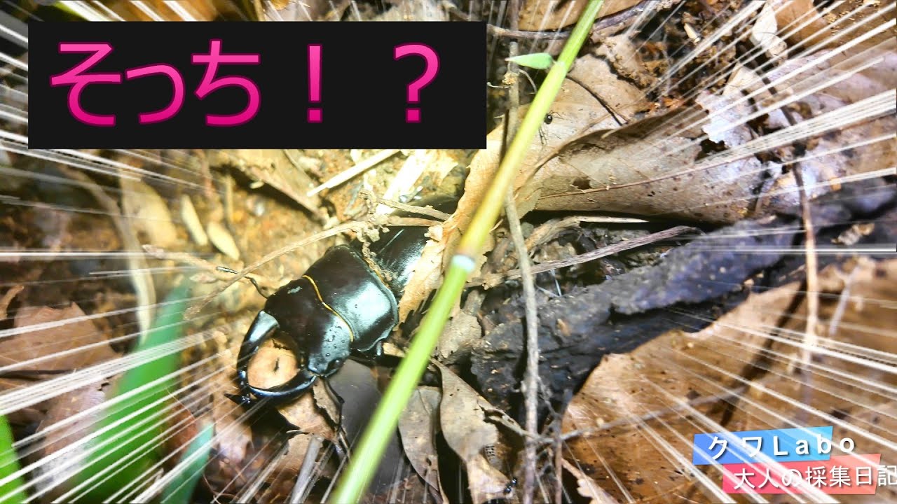 奇跡の森で夜遊び！超巨大オオクワに出会う！