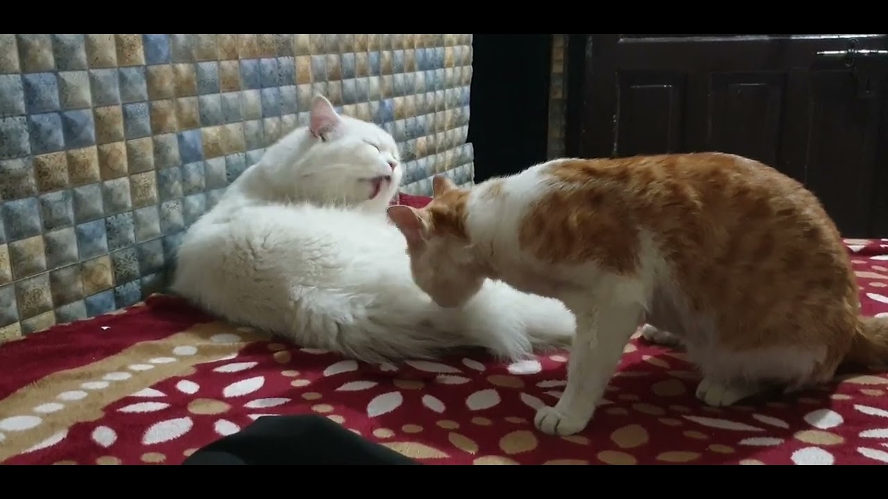 Thursday 5 March 2026